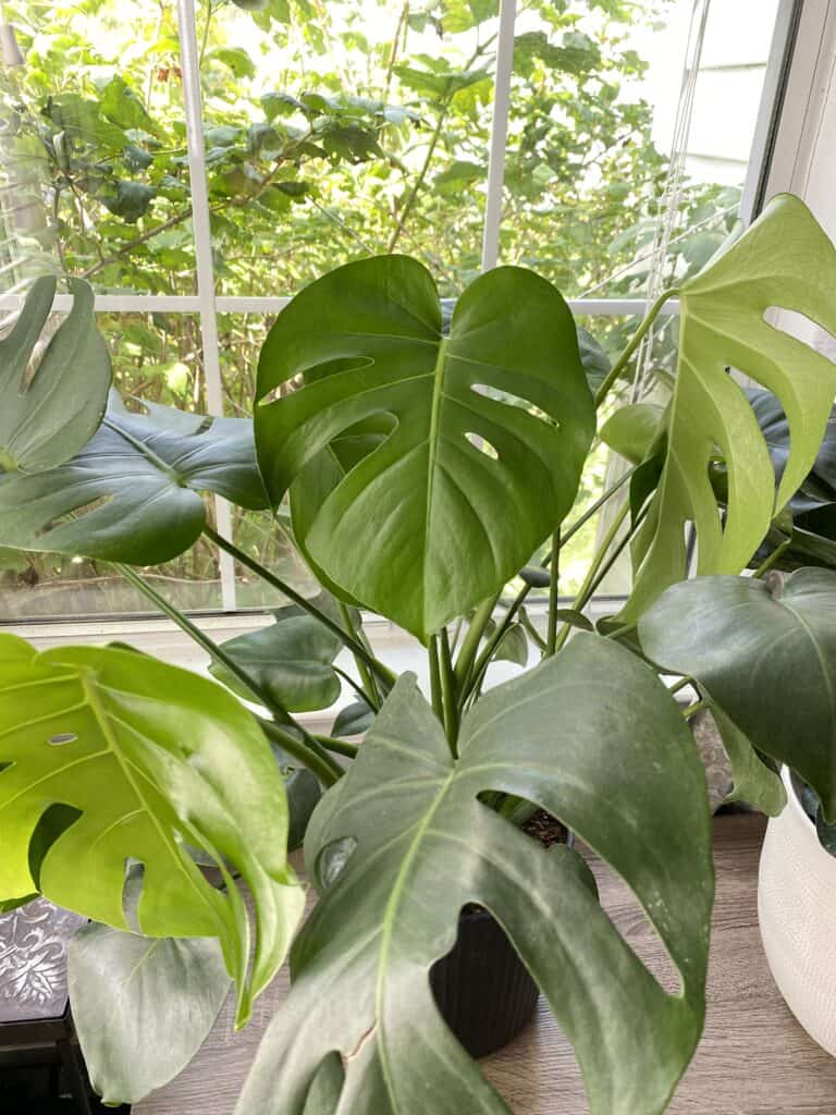 monstera deliciosa plant care guide