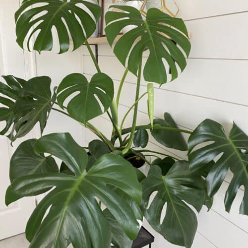 monstera deliciosa plant care