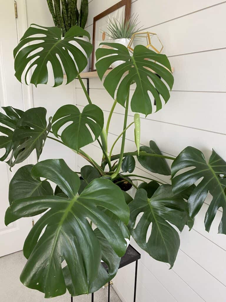 monstera deliciosa plant care 