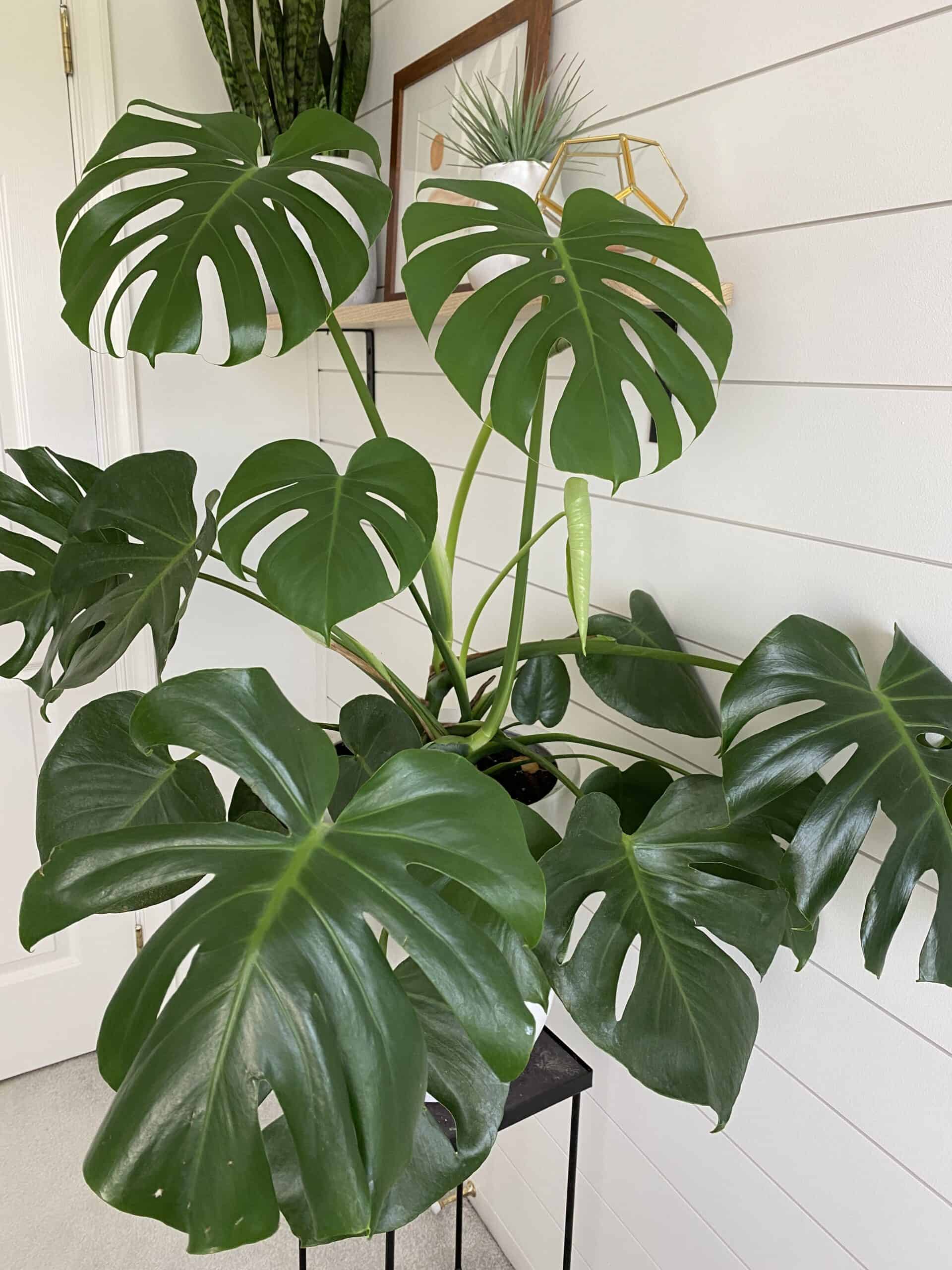 Monstera Deliciosa Plant Care Guide - Raising Nobles Monstera Plant