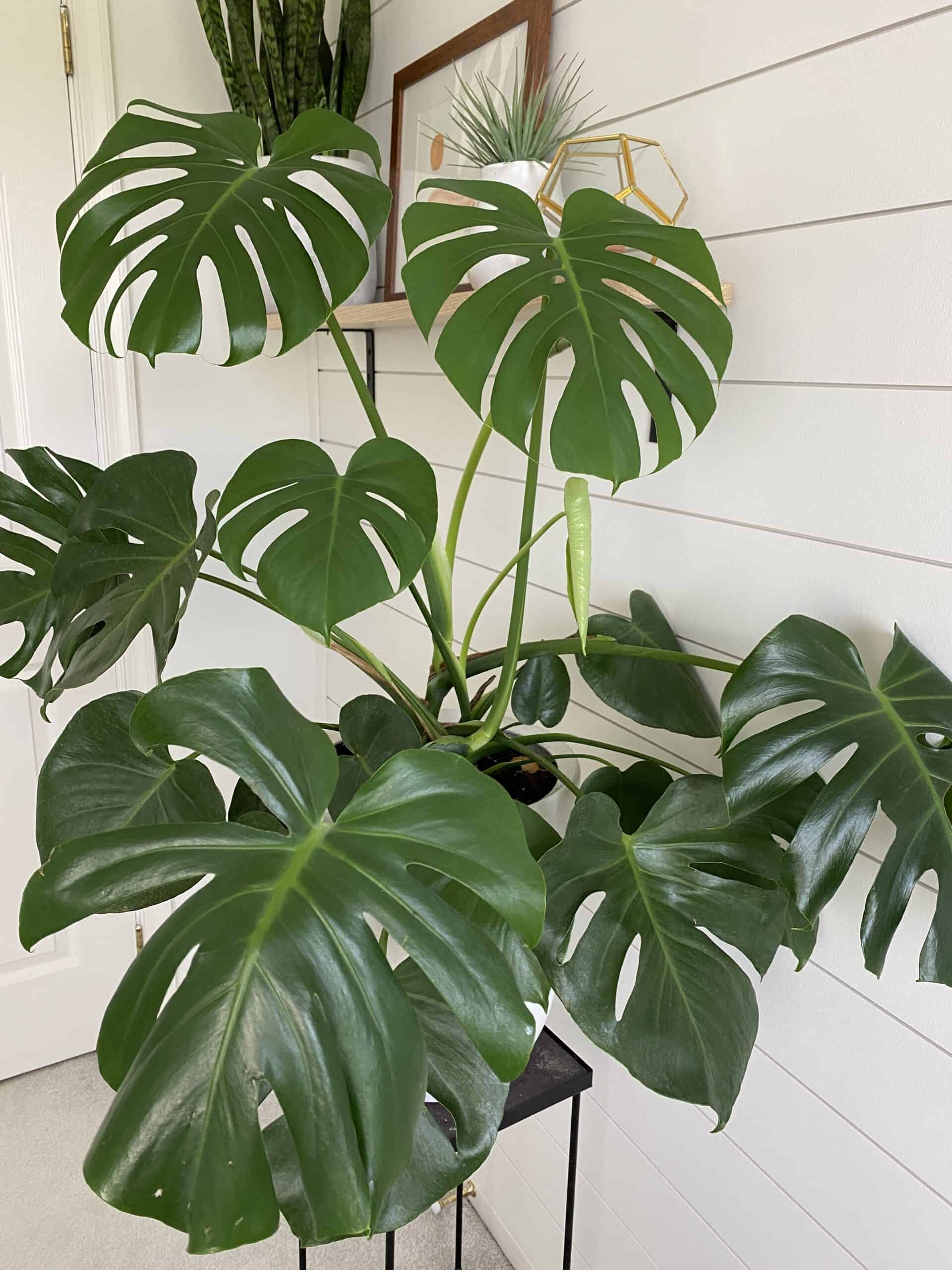 Monstera Deliciosa Plant