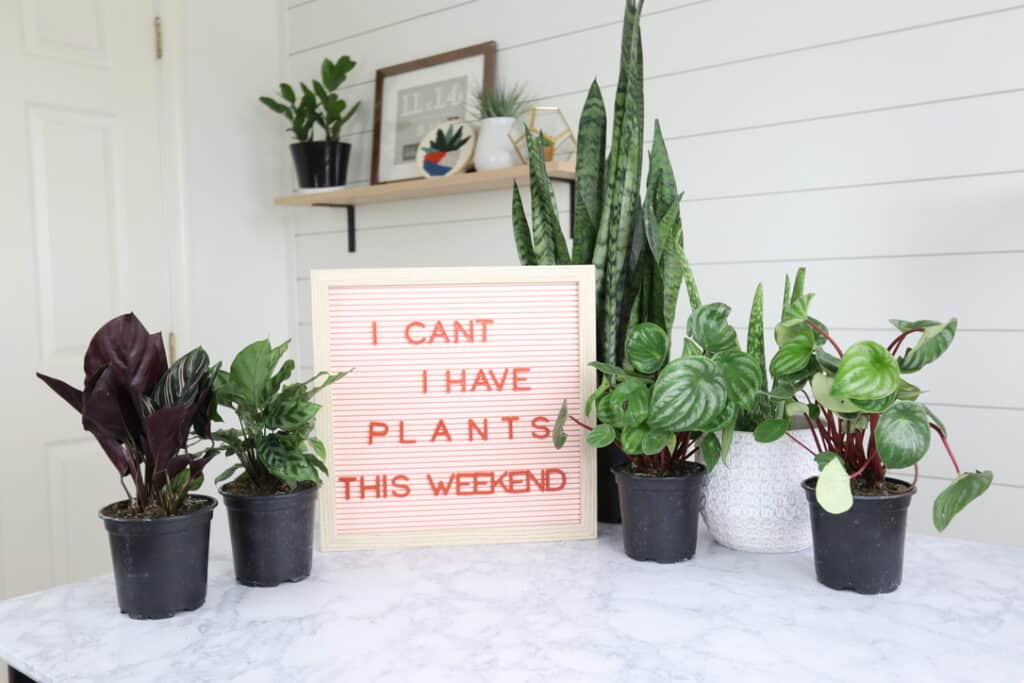 i can't i have plants this weekend