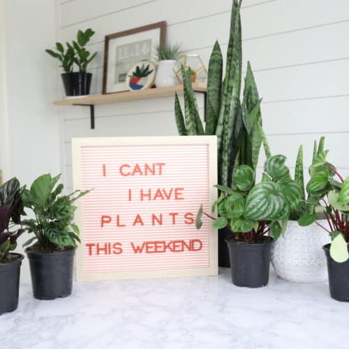 i can't i have plants this weekend