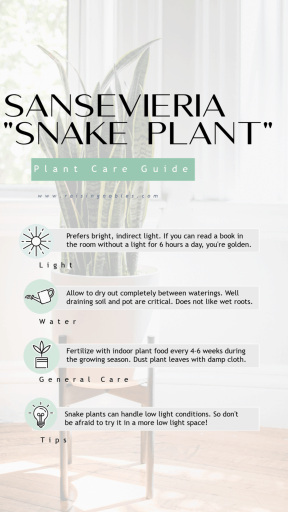 sansevieria plant guide